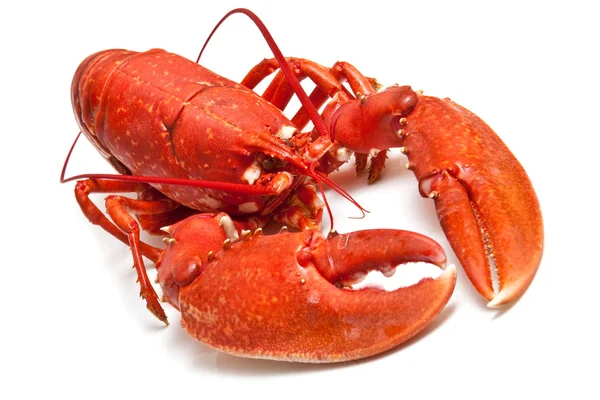 Avrupa ortak ıstakoz pişmiş