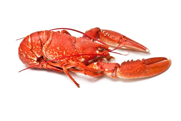Cooked European common lobster — Stock Photo, Image