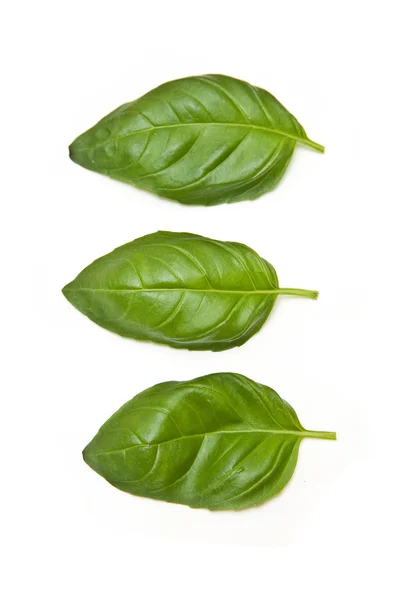 Feuilles de basilic fraîches isolées sur fond de studio blanc . — Photo