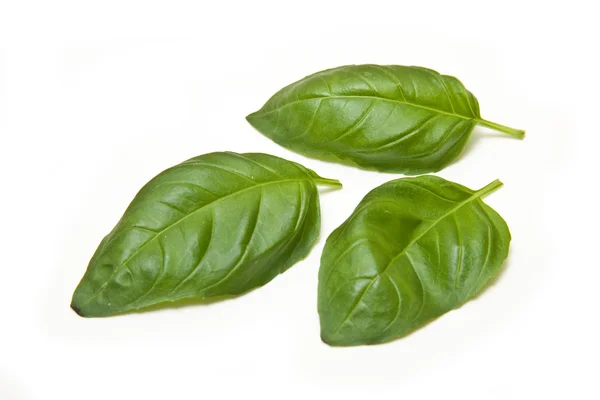 Fresh Basil leaves isolated on a white studio background. — Stock Photo, Image