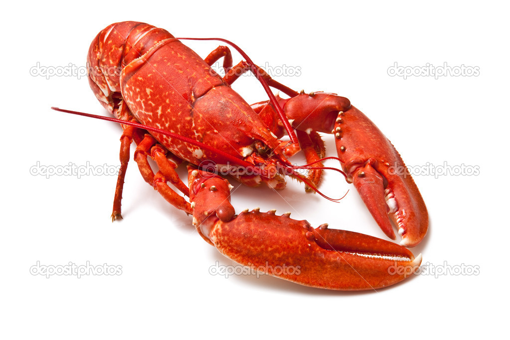 Cooked European common lobster — Stock Photo © west1 16882337
