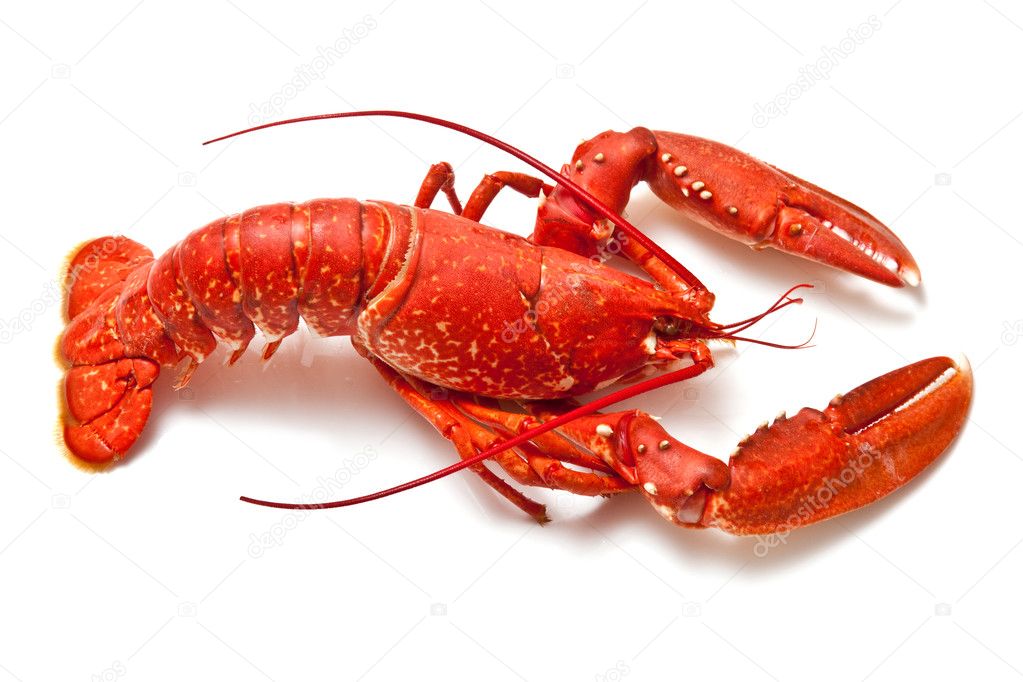 Cooked European common lobster