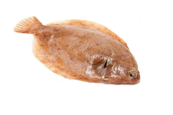 Bergtunga fisk isolerad på en vit studio bakgrund. — Stockfoto