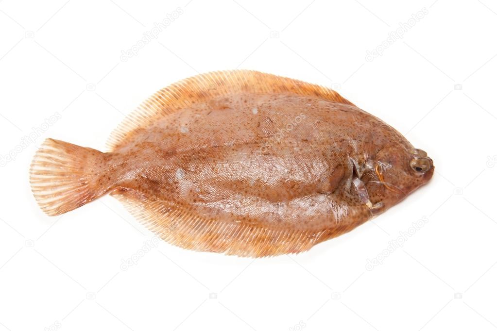 Lemon sole fish isolated on a white studio background.
