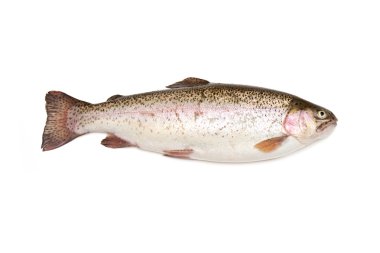 Bütün Gökkuşağı alabalığı (Oncorhynchus mykiss) Balık