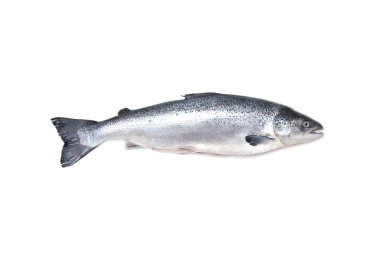 Atlantik somonu salmo güneş