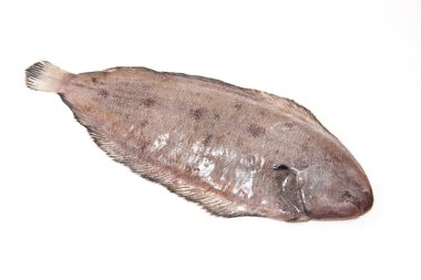 Dover sole (Solea solea) Balık