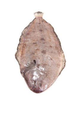 Dover sole (Solea solea) Balık