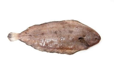 Dover sole (Solea solea) Balık