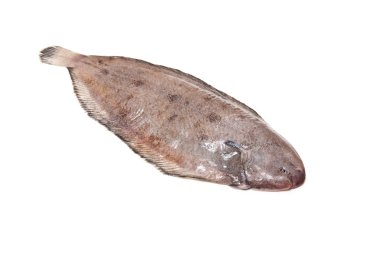 Dover sole (Solea solea) Balık