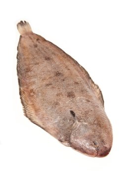 Dover sole (Solea solea) Balık