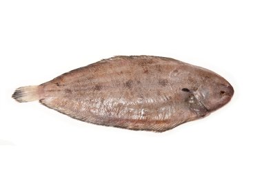Dover sole (Solea solea) Balık
