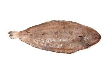 Dover sole (Solea solea) Balık