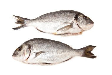 sparus aurata balık