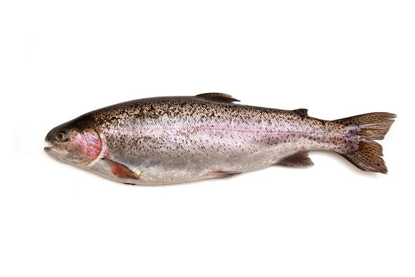 Whole rainbow trout (Oncorhynchus mykiss) fish