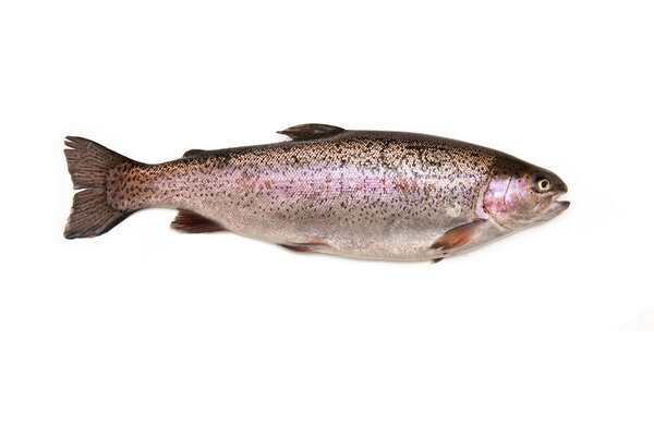 Whole rainbow trout (Oncorhynchus mykiss) fish
