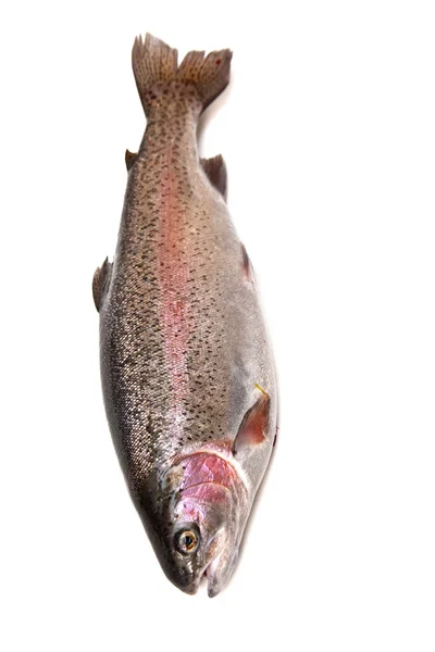 Trucha arco iris entera (Oncorhynchus mykiss) pescado — Foto de Stock