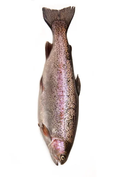 Truta arco-íris inteira (Oncorhynchus mykiss) peixe — Fotografia de Stock