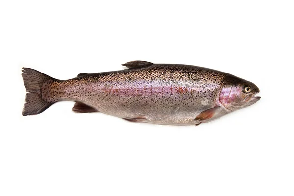 Hele regenboogforel (Oncorhynchus mykiss) vis — Stockfoto