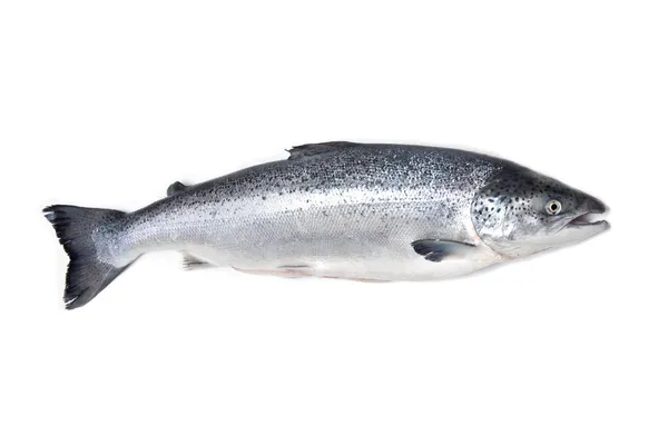 Atlantik somonu salmo güneş