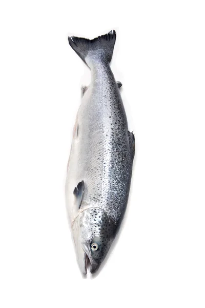 Atlantic Salmon Salmo solar — Stock Photo, Image