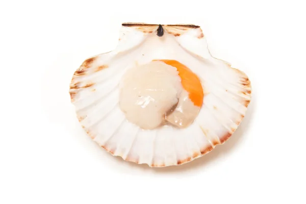 Scallop raw in fan shaped shell — Stock Photo, Image