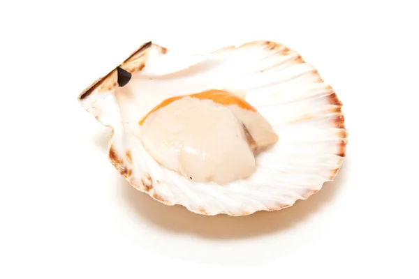 Scallop raw in fan shaped shell — Stock Photo, Image