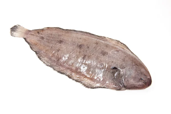 Dover sole (Solea solea) fish — Stock Photo, Image