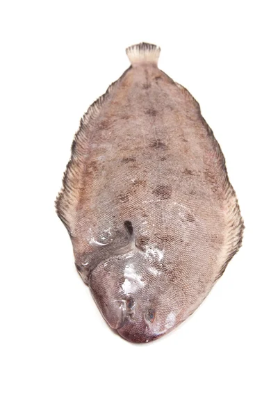 Dover sole (Solea solea) fish — Stock Photo, Image