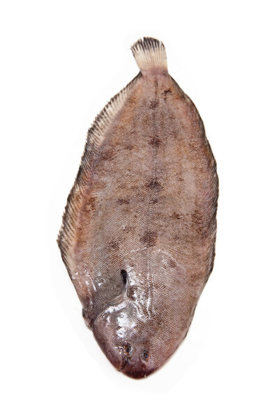 Dover sole (Solea solea) fish