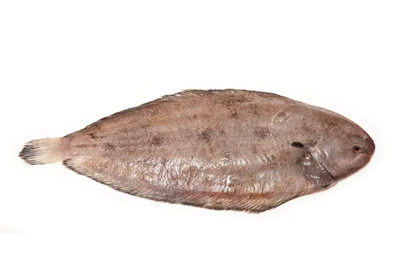 Dover sole (Solea solea) Balık — Stok fotoğraf