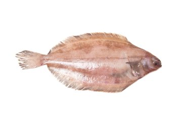 megrim veya beyaz stüdyo özgeçmişlerine izole cornish sole.
