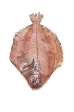 megrim veya beyaz stüdyo özgeçmişlerine izole cornish sole.