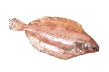 megrim veya beyaz stüdyo özgeçmişlerine izole cornish sole.