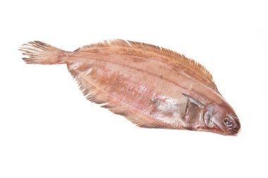 megrim veya beyaz stüdyo özgeçmişlerine izole cornish sole.