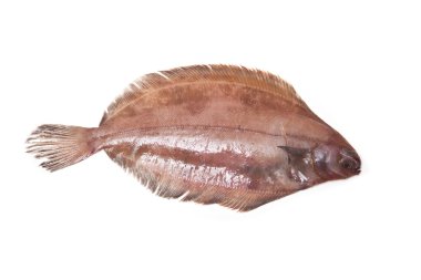 megrim veya beyaz stüdyo özgeçmişlerine izole cornish sole.