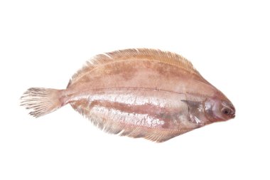 megrim veya beyaz stüdyo özgeçmişlerine izole cornish sole.