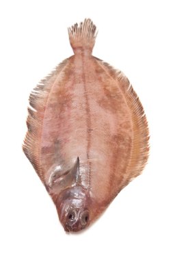 megrim veya beyaz stüdyo özgeçmişlerine izole cornish sole.