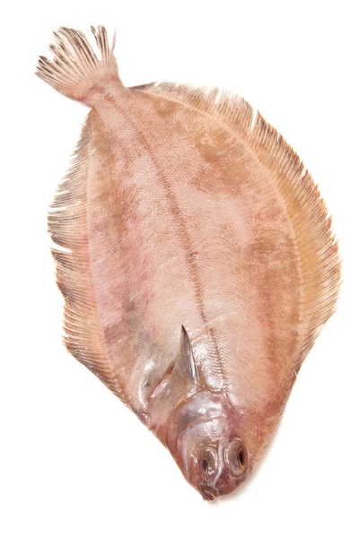 megrim veya beyaz stüdyo özgeçmişlerine izole cornish sole.