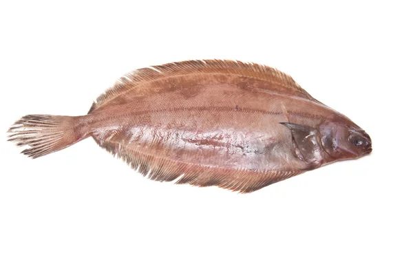 Megrim or Cornish sole isolated on a white studio background. — Stock Photo, Image