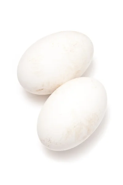 Goose eggs — Stock Photo, Image