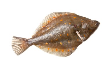 Plaice flatfish clipart