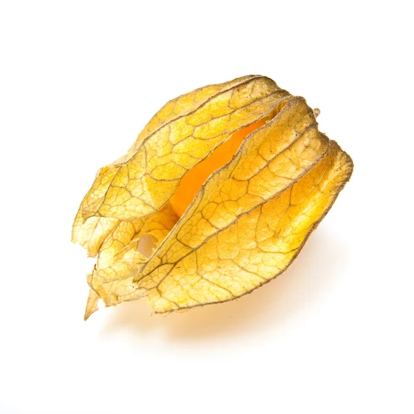 Fruta Physalis — Fotografia de Stock