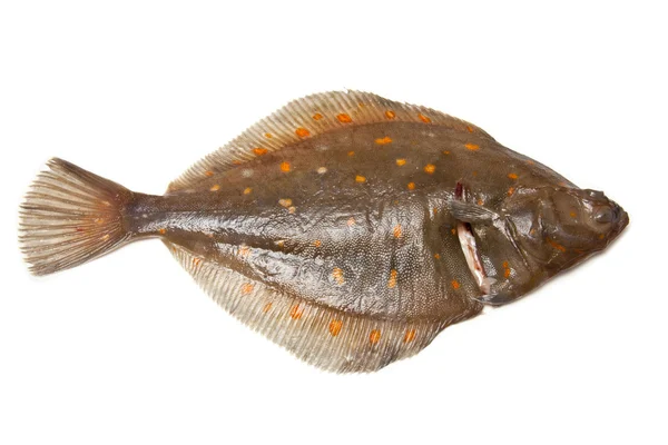 Yaldızlı pisibalığı yassı balıklar — Stok fotoğraf