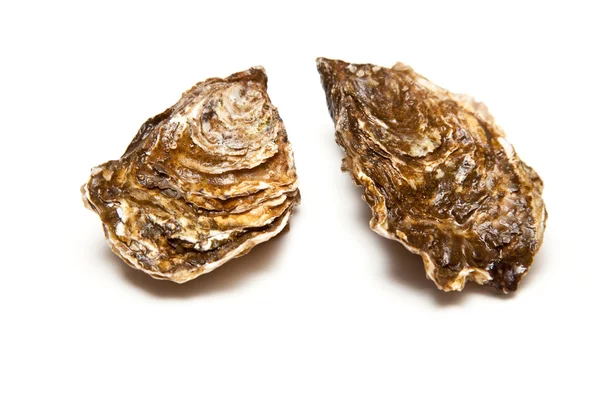 Oysters — Stock Photo, Image