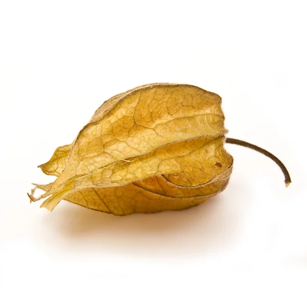 Physalis fruit — Stock Photo, Image