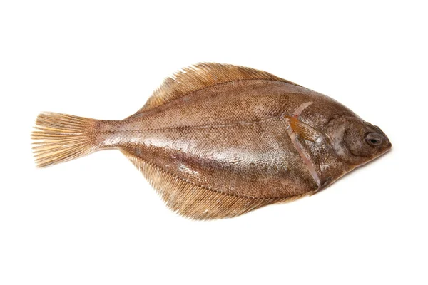 Pesce piatto della piastra — Foto Stock