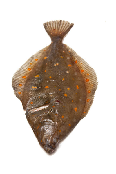 Plaice flatfish