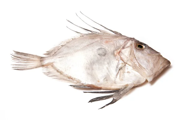 Poissons de mer John Dory entiers — Photo