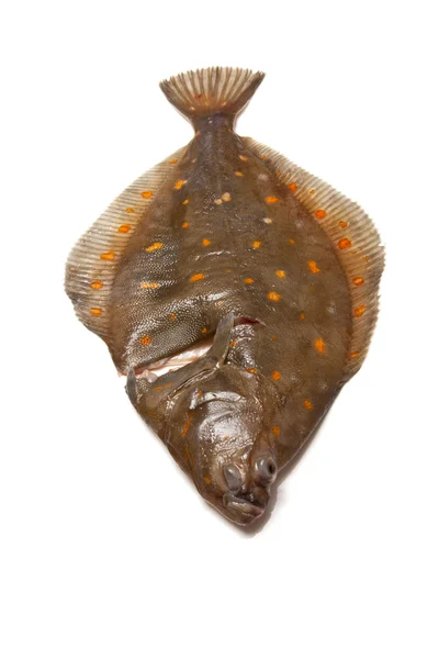 Pesce piatto di passera di mare — Foto Stock